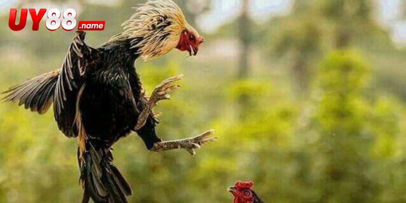 Các đặc điểm định hình nhịp đấu của Đá Gà Tre Mỹ